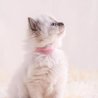 Ragdoll kittens wallpaper