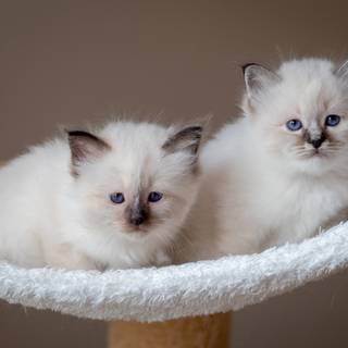 Ragdoll kittens wallpaper