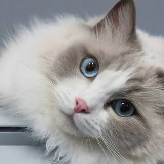 Ragdoll kittens wallpaper