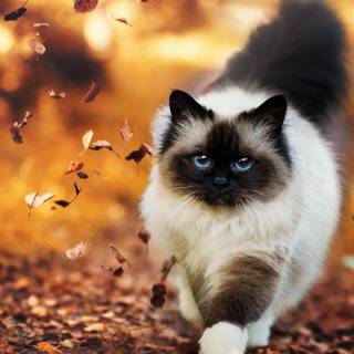 Ragdoll kittens wallpaper