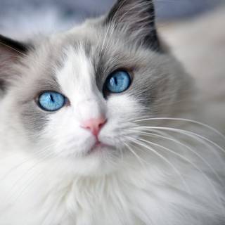 Ragdoll kittens wallpaper