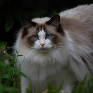 Ragdoll kittens wallpaper