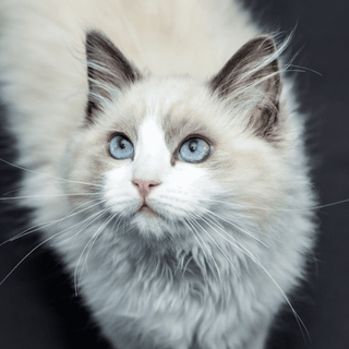 Ragdoll kittens wallpaper