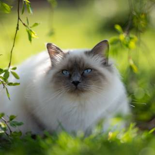 Ragdoll kittens wallpaper
