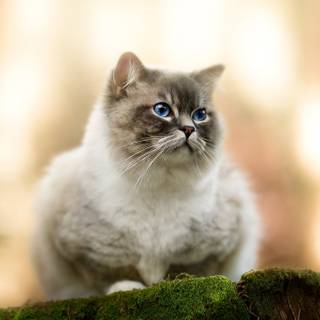 Ragdoll kittens wallpaper