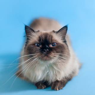 Ragdoll kittens wallpaper