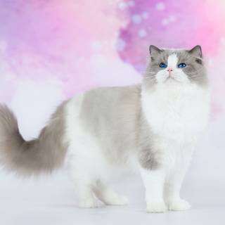 Ragdoll kittens wallpaper