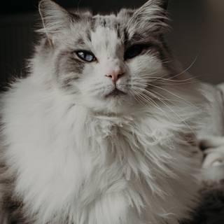 Ragdoll kittens wallpaper