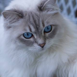 Ragdoll kittens wallpaper