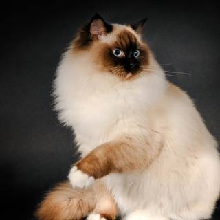 Ragdoll kittens wallpaper