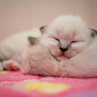 Ragdoll kittens wallpaper