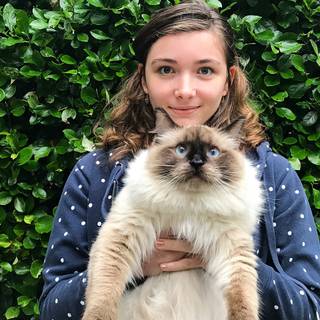 Ragdoll kittens wallpaper