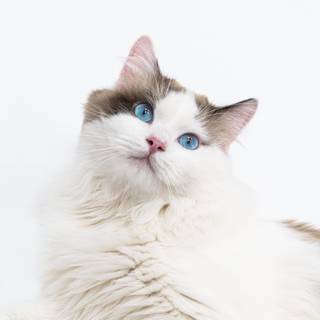 Ragdoll kittens wallpaper