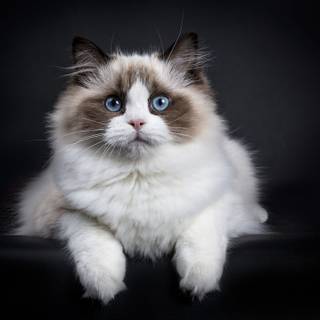 Ragdoll kittens wallpaper