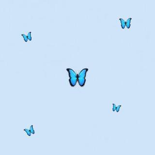Preppy butterfly wallpaper