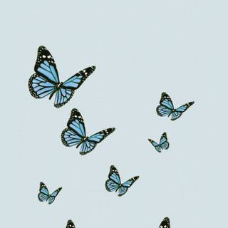Preppy butterfly wallpaper