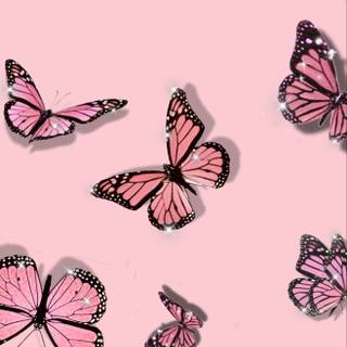 Preppy butterfly wallpaper