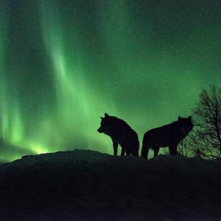 Wolf northern lights wallpaper