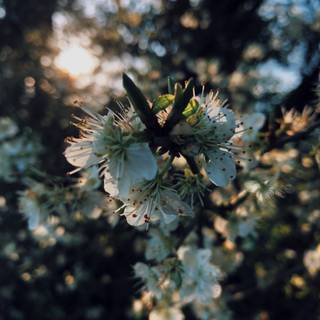 Magic spring tree wallpaper