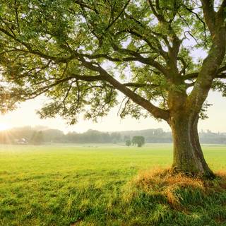 Magic spring tree wallpaper