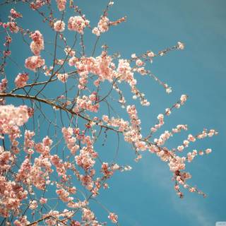 Magic spring tree wallpaper