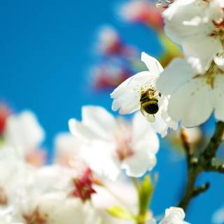 Magic spring tree wallpaper