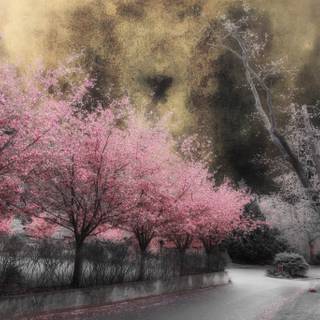 Magic spring tree wallpaper