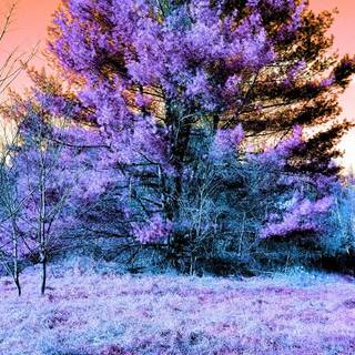 Magic spring tree wallpaper