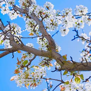 Magic spring tree wallpaper