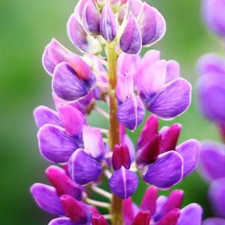 Lupine flowers wallpaper