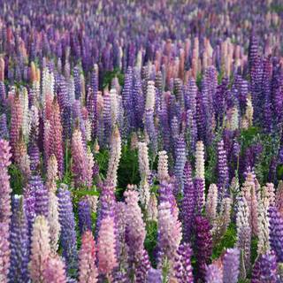 Lupine flowers wallpaper