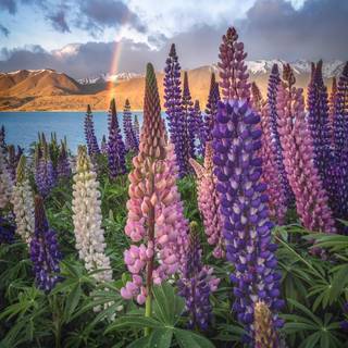 Lupine flowers wallpaper