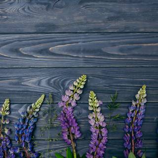 Lupine flowers wallpaper