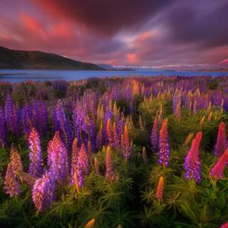 Lupine flowers wallpaper