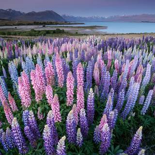 Lupine flowers wallpaper