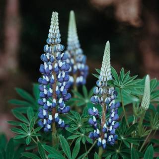 Lupine flowers wallpaper