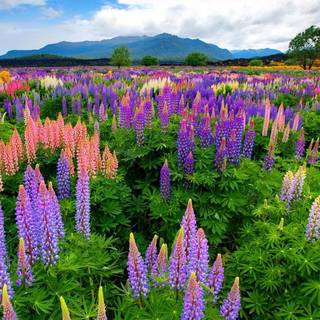 Lupine flowers wallpaper