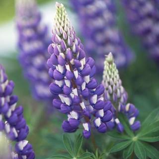 Lupine flowers wallpaper