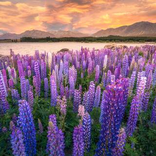 Lupine flowers wallpaper