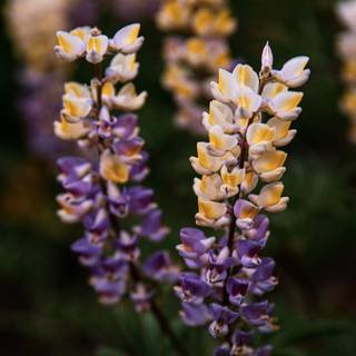 Lupine flowers wallpaper