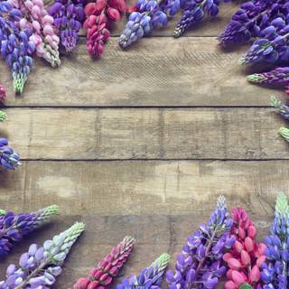 Lupine flowers wallpaper