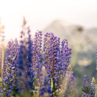 Lupine flowers wallpaper
