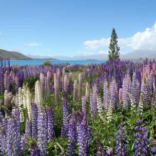 Lupine flowers wallpaper