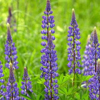 Lupine flowers wallpaper