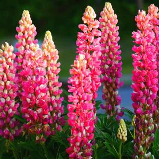 Lupine flowers wallpaper