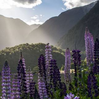 Lupine flowers wallpaper
