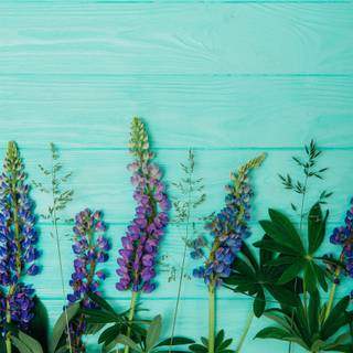 Lupine flowers wallpaper