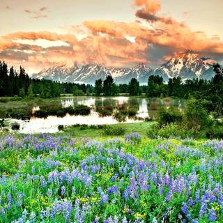 Lupine flowers wallpaper