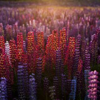 Lupine flowers wallpaper