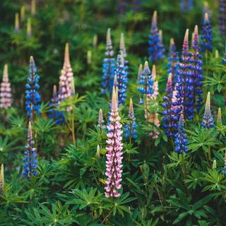 Lupine flowers wallpaper